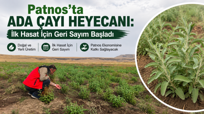 Patnos’ta Ada Çayı Heyecanı: İlk Hasat İçin Geri Sayım Başladı